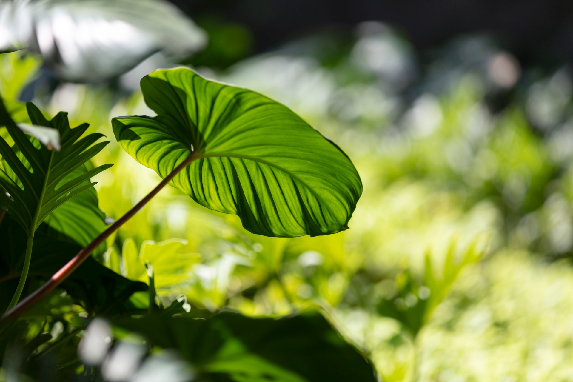 KIBKK3_Detail_Garden_01_High Res_17751.jpg