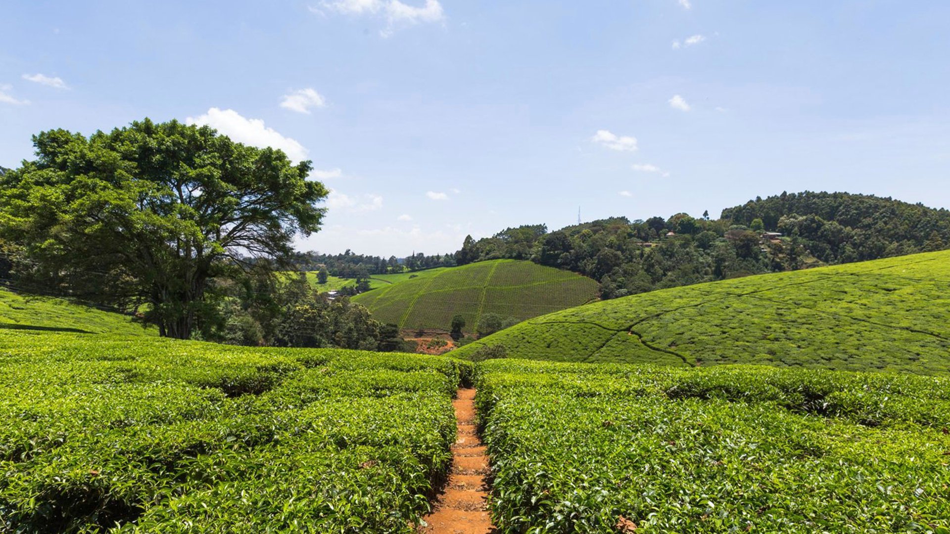 KINBOI_KIAMBETHU FARM_High Res_40242.jpg